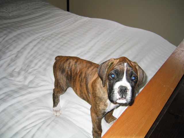 Little Man 8 weeks