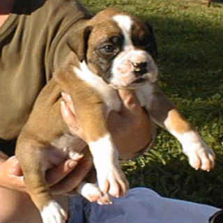 little man