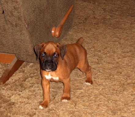 Little Man