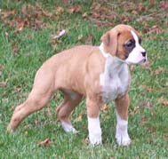Little Miss Bonnie Belle at 9 wks