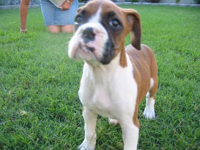 Little Ms. Ginger at 8 weeks