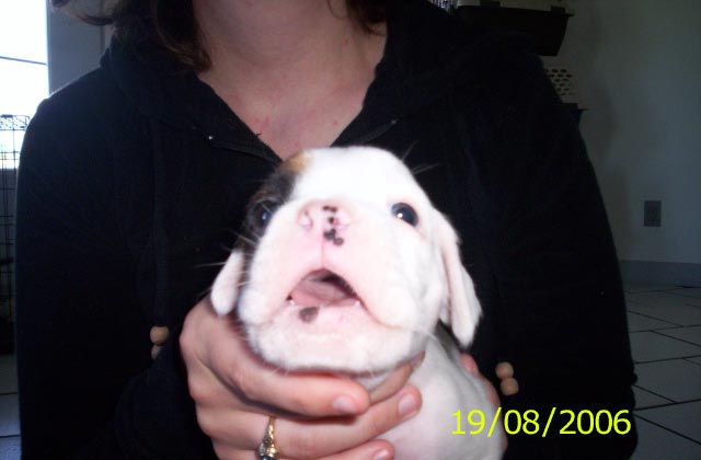 Little Ozzy