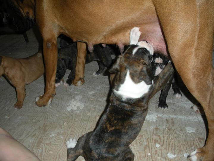 Little Piggy!
