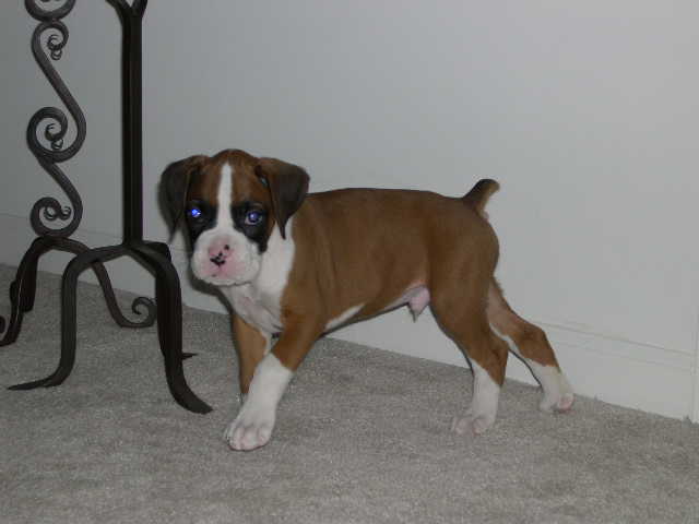 Little rascal