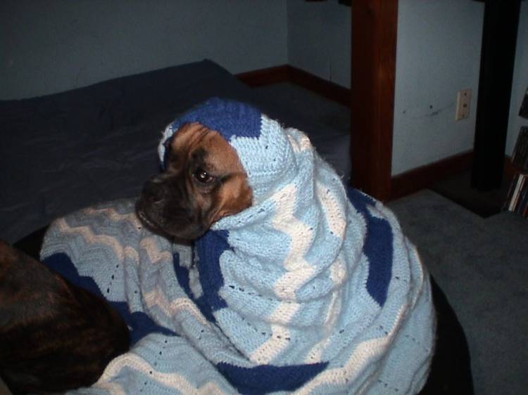 Little Red Riding Boxer