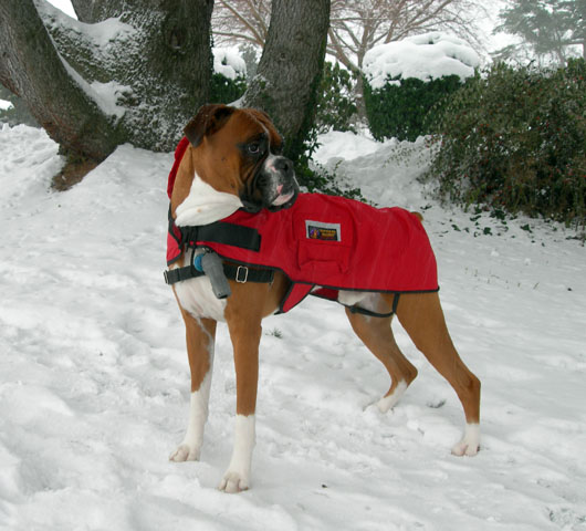 Little Red Riding Hood?