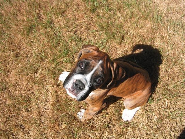 Little Ronin