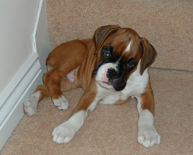 Little Samson