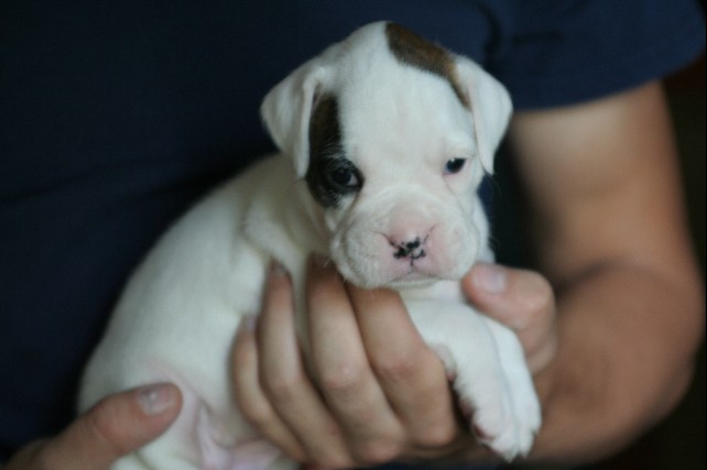 Little White Boxer