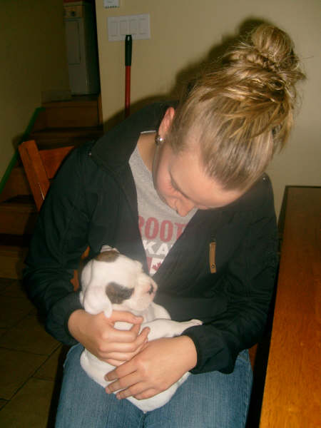 Little White Boxer