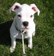 Little_Bella_small_file