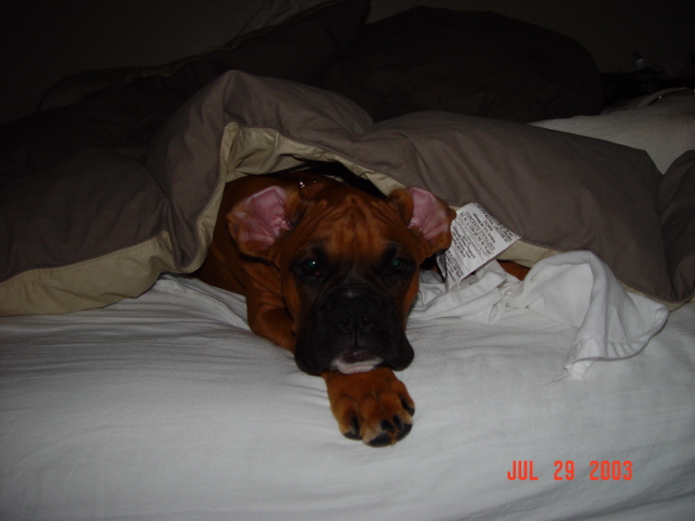 little_buster