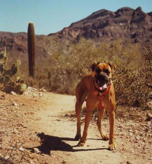 Littlest Hobo