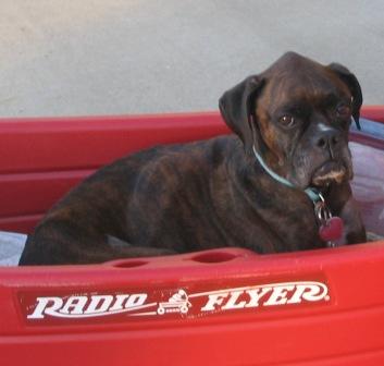 Lizzie's Radio Flyer