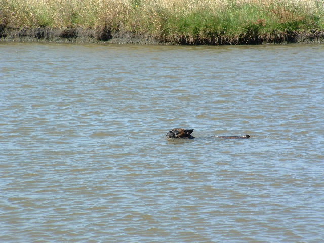 Loch ness monster??