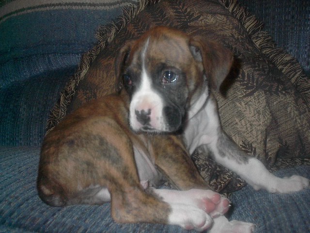 Logan@ 8 Weeks