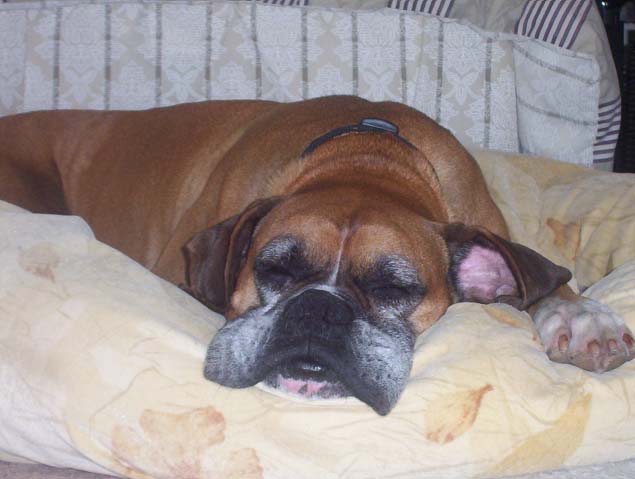 Logan - adopted 7/23/04