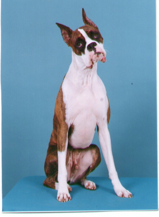 Loki - 14 months - Who, me?