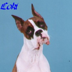 Loki - 14 months - Who, me?