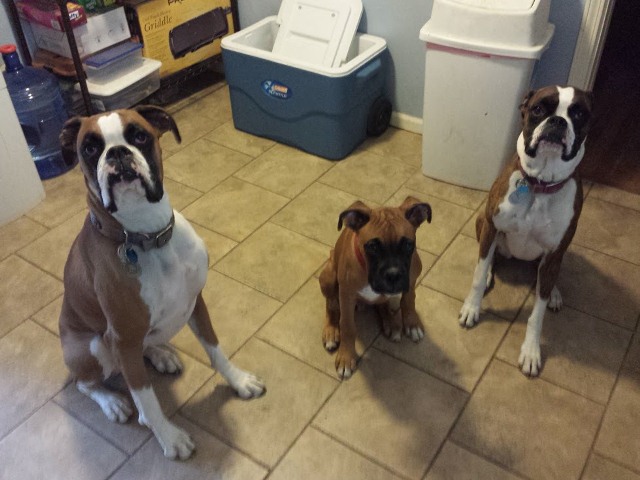 Loki and his "cousins"