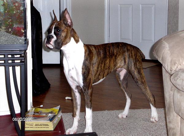 Loki at 6 months