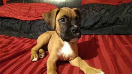 Loki James 10 wks