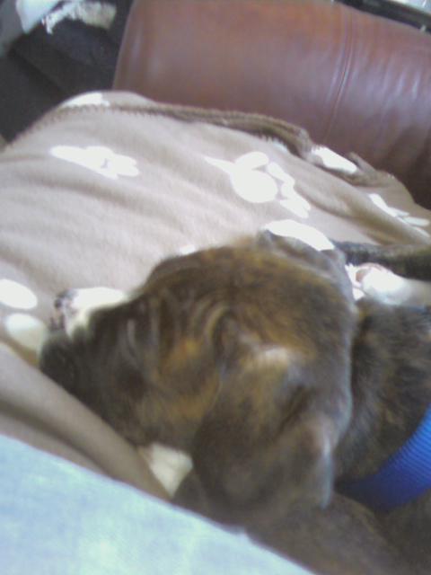 Loki sleeping