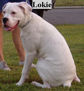 Lokie