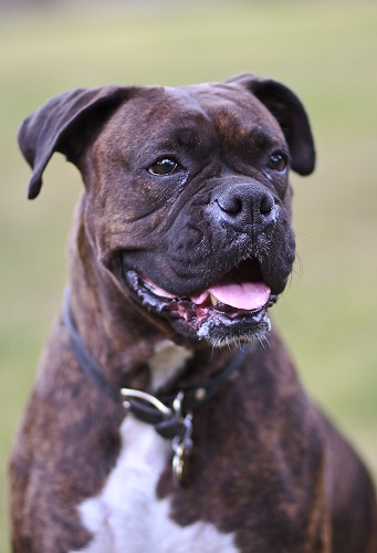 Loki's Portrait