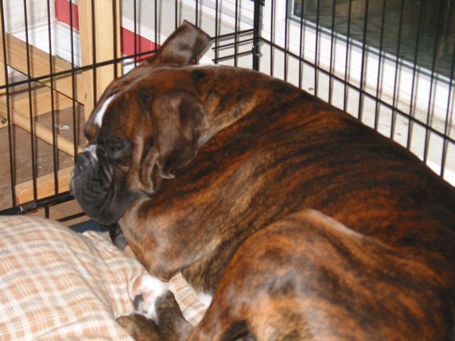 Loko Sleeping