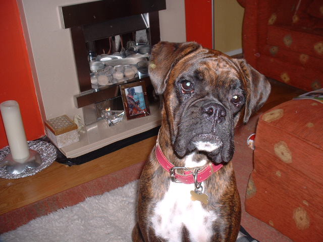 Lola @ 1 year