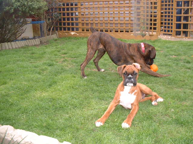 Lola 13 months, Zeb 15 weeks
