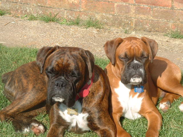 Lola 14 months & Zeb 5 months