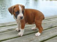 Lola - 6 weeks