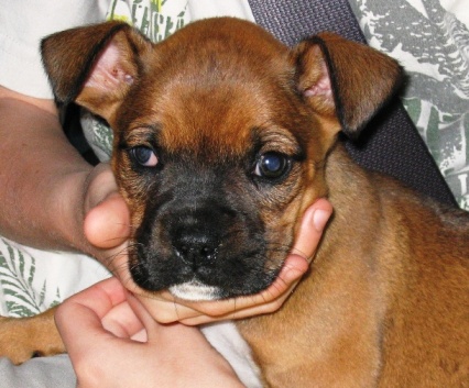 Lola, 6 wks
