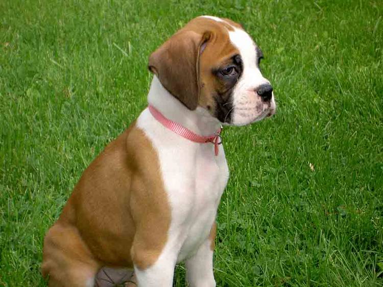 Lola 9 weeks