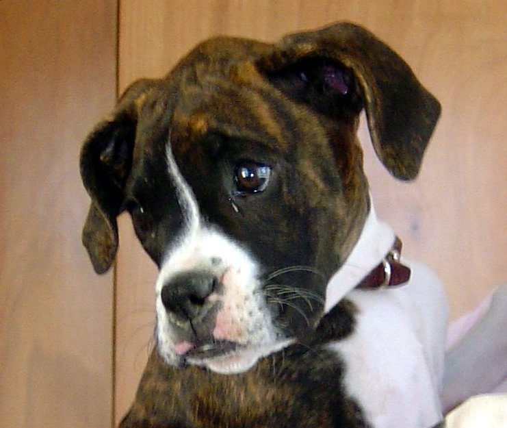 Lola After 1 week with us