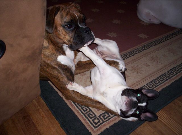 Lola and Dutchess playing