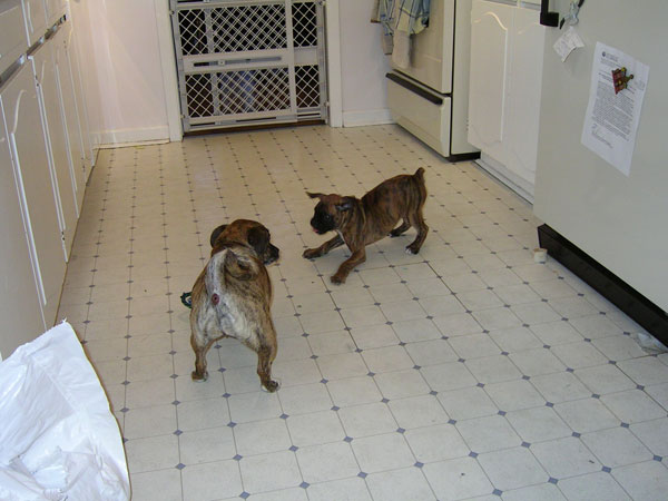 lola and kiki playing