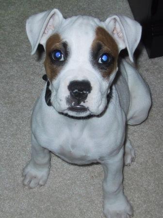 Lola at 10 wks