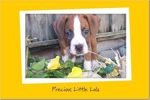 Lola - First day home