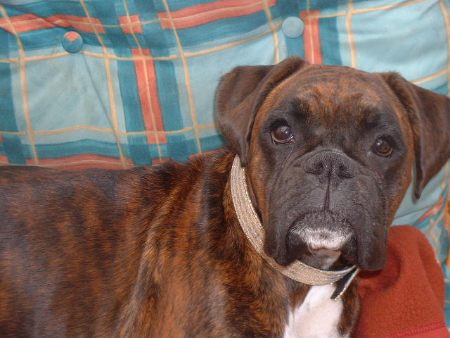 Lola & her bling bling collar