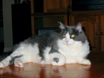 Lola Kitty