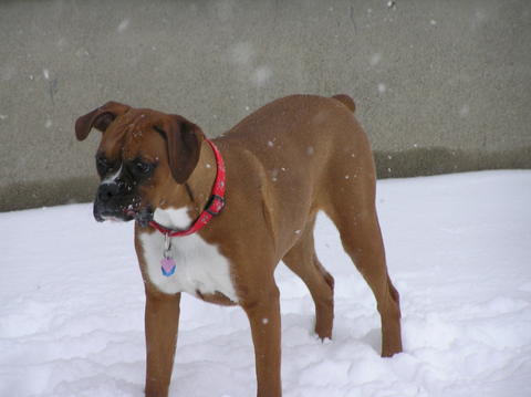 Lola loves snow