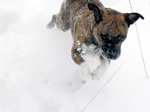 Lola (pug/jack russel)