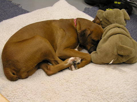 Lola takes a nap