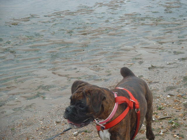 Lola @ the beach 10/08/06