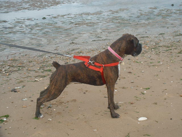 Lola @ the beach 10/08/06