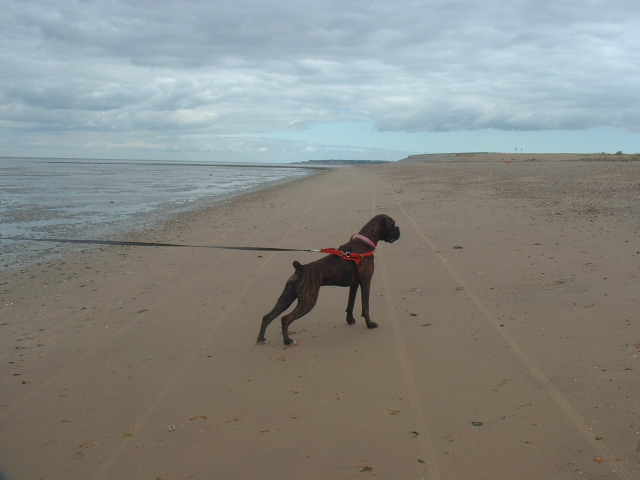 Lola @ the beach 10/08/06