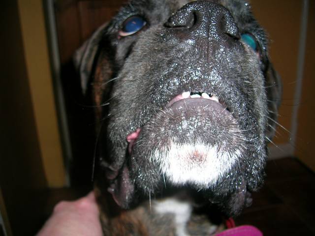 Lola up close & personal